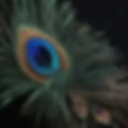 Exquisite Peacock Feathers Unraveling