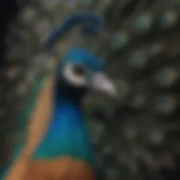 A vibrant peacock symbolizing identity and societal expectations