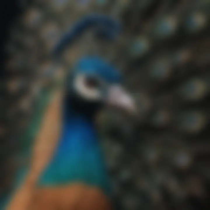 A vibrant peacock symbolizing identity and societal expectations