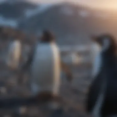 A captivating scene from a nature documentary featuring penguins, highlighting their behavior and environment.