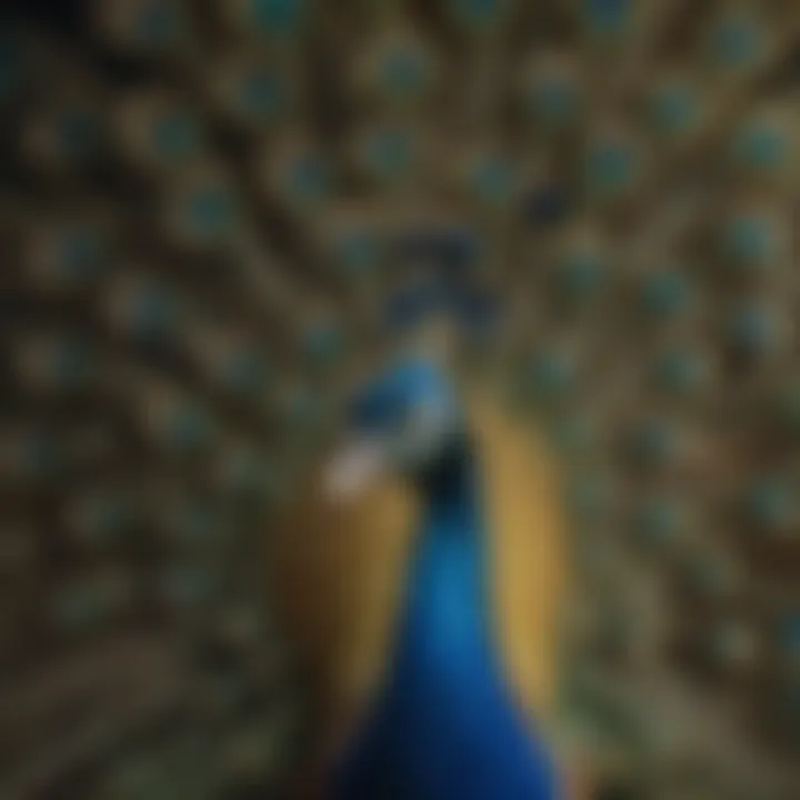 An abstract interpretation of beauty and identity through peacock imagery.