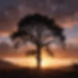 Silhouette of a tree against a dramatic sunset